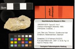 Foto (Objekt + Etiketten) von Coelopus hoheneggeri (Moericke, 1889) 